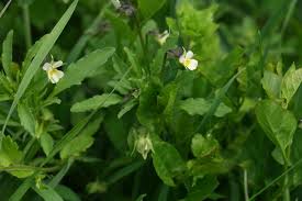 Attēlu rezultāti vaicājumam “Viola arvensis leaf”