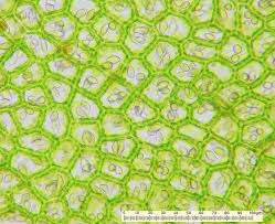 Attēlu rezultāti vaicājumam “Chiloscyphus pallescens”