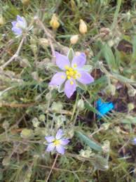 Attēlu rezultāti vaicājumam “Spergularia marina leaf”