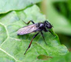 Attēlu rezultāti vaicājumam “Bibionidae”