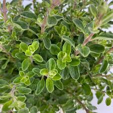 Image result for Majoran