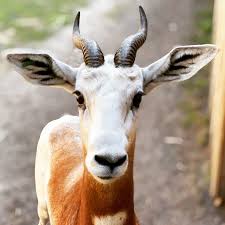 Attēlu rezultāti vaicājumam “Dama dama”