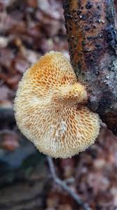 Attēlu rezultāti vaicājumam “Polyporus”