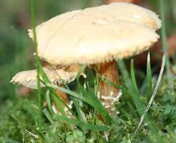 Attēlu rezultāti vaicājumam “Cystoderma amianthinum”