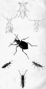 Attēlu rezultāti vaicājumam “Aphodius sp. imago”