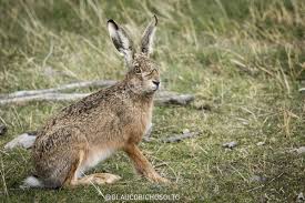 Attēlu rezultāti vaicājumam “Lepus europaeus”
