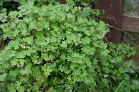 Attēlu rezultāti vaicājumam “Geranium molle leaf”