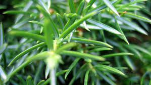 Attēlu rezultāti vaicājumam “Juniperus communis leaf”