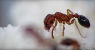 Attēlu rezultāti vaicājumam “Formicidae”