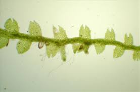 Attēlu rezultāti vaicājumam “Cladopodiella francisci”