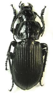 Attēlu rezultāti vaicājumam “Pterostichus melanarius”