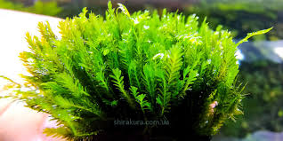 Attēlu rezultāti vaicājumam “Fissidens”