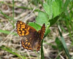 Attēlu rezultāti vaicājumam “Hamearis lucina underside”