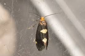 Attēlu rezultāti vaicājumam “Incurvaria oehlmanniella”