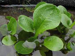 Attēlu rezultāti vaicājumam “Alisma plantago-aquatica”