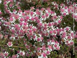 Attēlu rezultāti vaicājumam “Symphyotrichum x salignum flower”