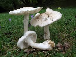 Attēlu rezultāti vaicājumam “Amanita strobiliformis”