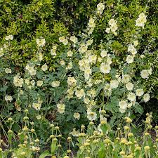 Image result for Alcea rugosa