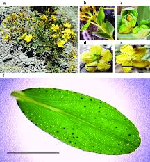 Attēlu rezultāti vaicājumam “Hypericum perforatum bud”