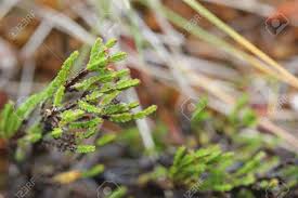 Attēlu rezultāti vaicājumam “Calluna vulgaris leaf”