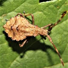Attēlu rezultāti vaicājumam “Coreus marginatus imago”