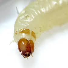 Attēlu rezultāti vaicājumam “Plodia interpunctella”