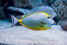 Image result for Naso lituratus