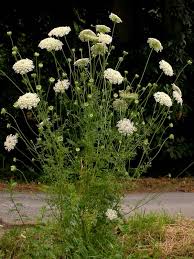 Image result for Daucus carota