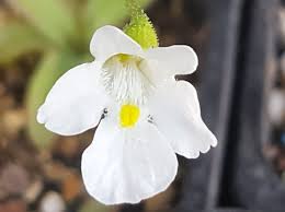 Attēlu rezultāti vaicājumam “Pinguicula alpina”