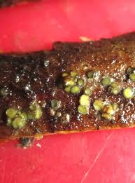 Attēlu rezultāti vaicājumam “Chlorencoelia versiformis”