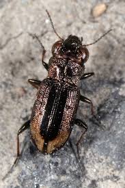 Attēlu rezultāti vaicājumam “Notiophilus biguttatus”