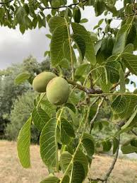 Attēlu rezultāti vaicājumam “Juglans regia fruit”