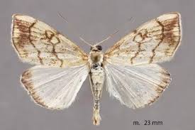 Attēlu rezultāti vaicājumam “Evergestis pallidata”