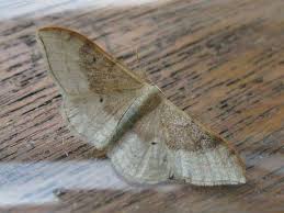 Attēlu rezultāti vaicājumam “Idaea straminata”