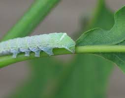 Attēlu rezultāti vaicājumam “Orthosia cerasi”