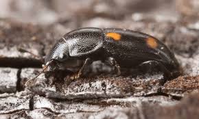 Attēlu rezultāti vaicājumam “Glischrochilus hortensis”