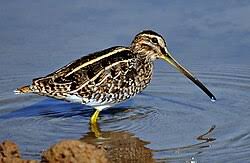 Image result for Gallinago gallinago