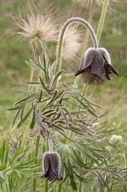 Attēlu rezultāti vaicājumam “Pulsatilla pratensis fruit”