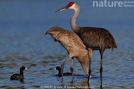 Image result for Grus canadensis