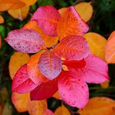 Attēlu rezultāti vaicājumam “Aronia melanocarpa leaf”