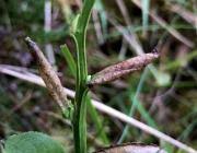 Attēlu rezultāti vaicājumam “Ancylis myrtillana”