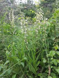 Attēlu rezultāti vaicājumam “Epipactis palustris bud”