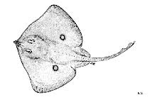 Image result for Raja straeleni