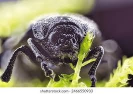 Attēlu rezultāti vaicājumam “Phosphaenus hemipterus male”