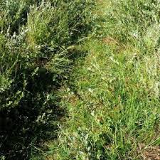 Attēlu rezultāti vaicājumam “Blysmus compressus leaf”