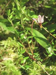 Attēlu rezultāti vaicājumam “Oxycoccus flower”