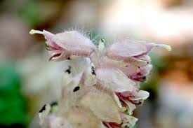 Attēlu rezultāti vaicājumam “Lathraea squamaria flower”