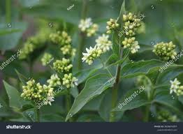 Attēlu rezultāti vaicājumam “Vincetoxicum hirundinaria flower”