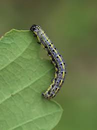 Attēlu rezultāti vaicājumam “Orthosia sp.”