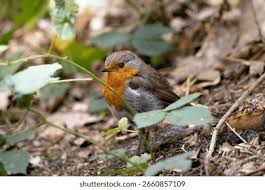Attēlu rezultāti vaicājumam “Erithacus rubecula adult”